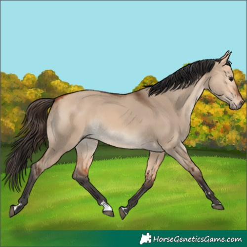 Horse Color:Bay Dun 