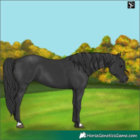 Horse Color:Black 