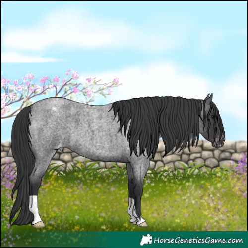 Horse Color:Blue Roan Appaloosa 