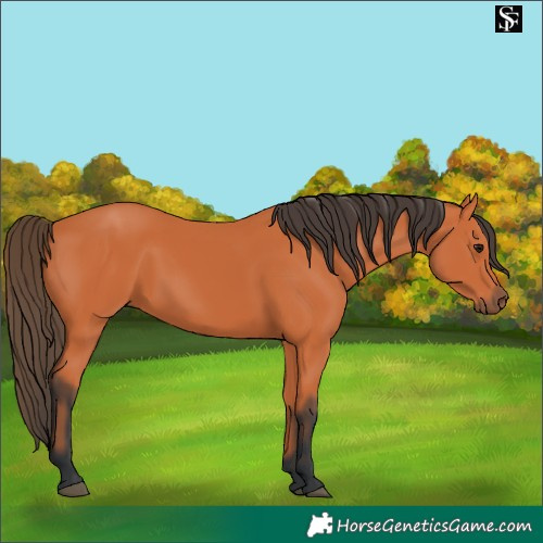 Horse Color:Bay 