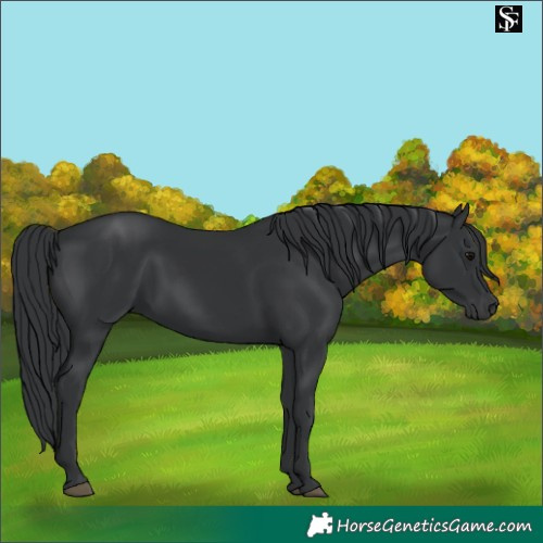 Horse Color:Black 