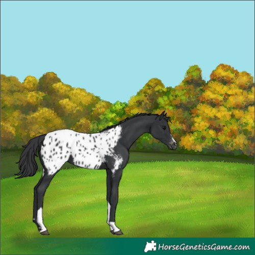 Horse Color:Black Tobiano Appaloosa