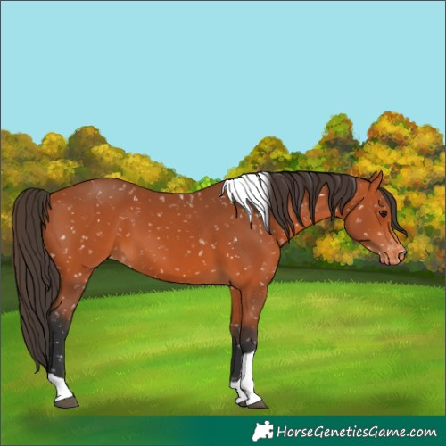 Horse Color:Bay Tobiano Snowflake Varnish 