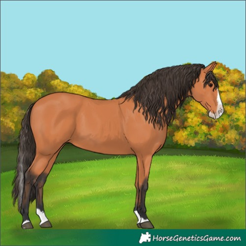 Horse Color:Bay Splash 