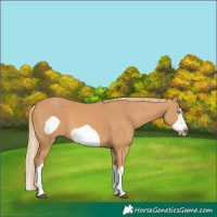 Horse Color:Chestnut Splash Frame