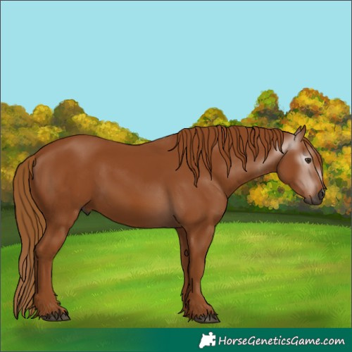 Horse Color:Gray Chestnut 
