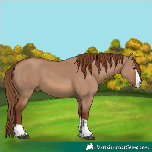 Horse Color:Red Dun