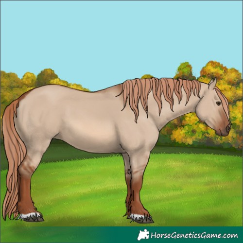 Horse Color:Red Dun
