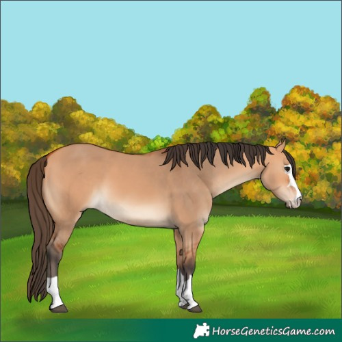 Horse Color:Bay Dun 