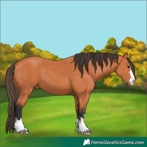 Horse Color:Bay 