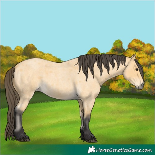 Horse Color:Buckskin Roan 