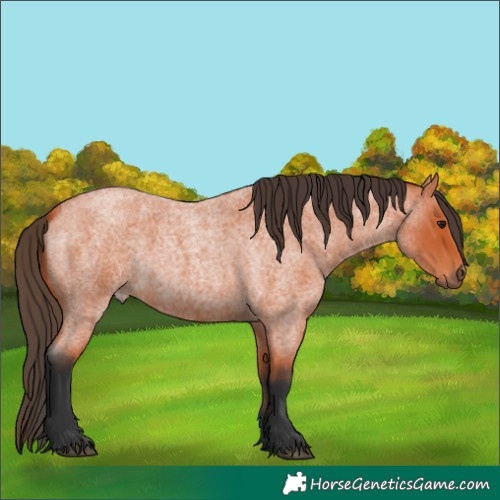 Horse Color:Bay Roan 