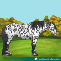 Horse Color:Black Leopard