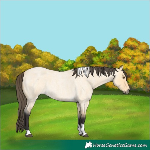 Horse Color:Buckskin Roan Dun Tobiano 