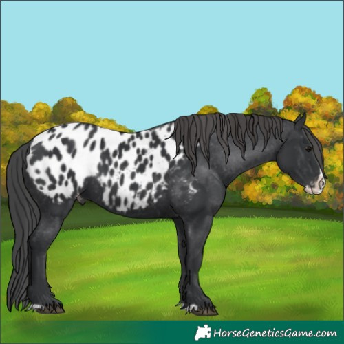 Horse Color:Black Splash Appaloosa