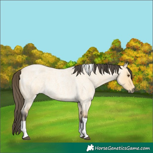 Horse Color:Buckskin Roan Dun Tobiano 