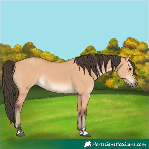 Horse Color:Bay Dun