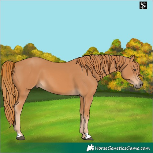 Horse Color:Chestnut 