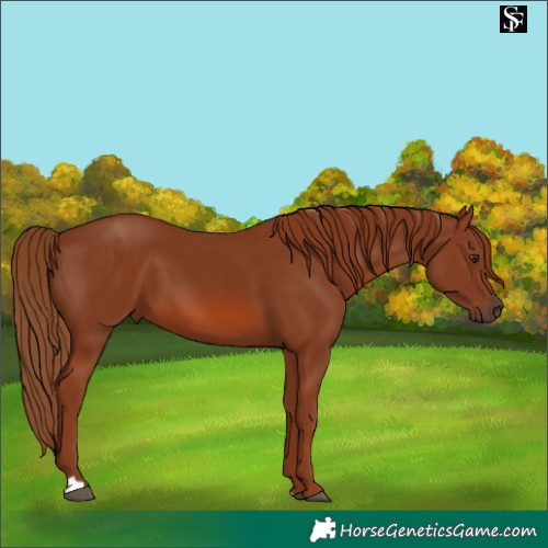 Horse Color:Chestnut 