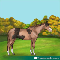 Horse Color:Liver Chestnut  and Gold Champagne 
