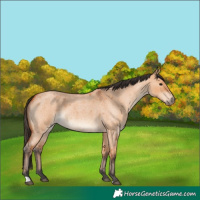 Horse Color:Bay Roan Dun 