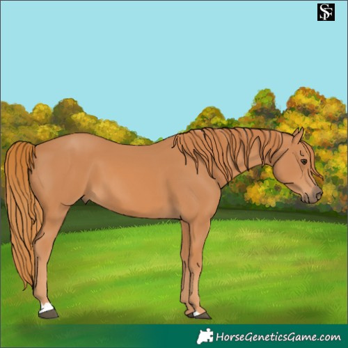 Horse Color:Chestnut 