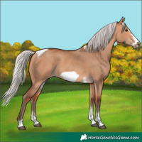 Horse Color:Silver Bay Dun Sabino Tobiano Frame Rabicano 