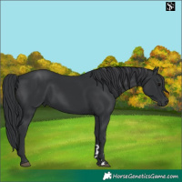 Horse Color:Black 