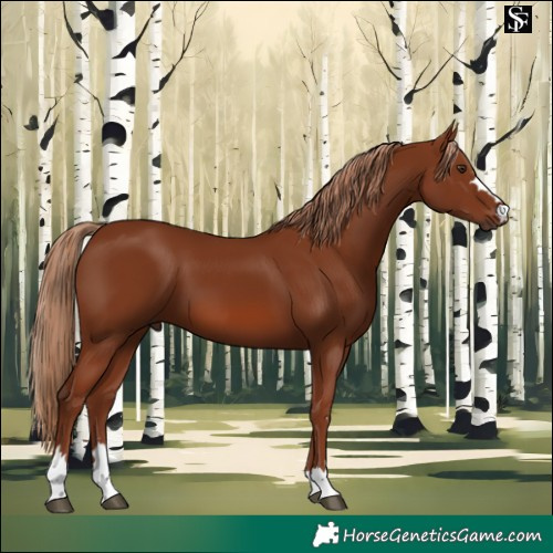 Horse Color:Chestnut 