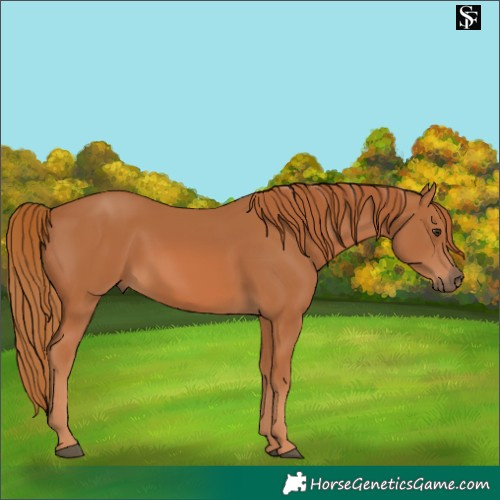 Horse Color:Chestnut 