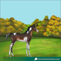 Horse Color:Brown Tobiano Frame 