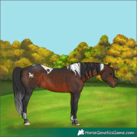 Horse Color:Brown Tobiano 
