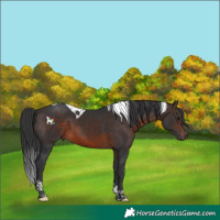 Horse Color:Brown Tobiano