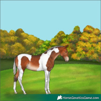 Horse Color:Silver Brown Tobiano