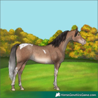 Horse Color:Sable Champagne Tobiano Rabicano 