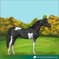 Horse Color:Black Tobiano