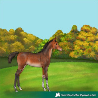 Horse Color:Bay Tobiano 