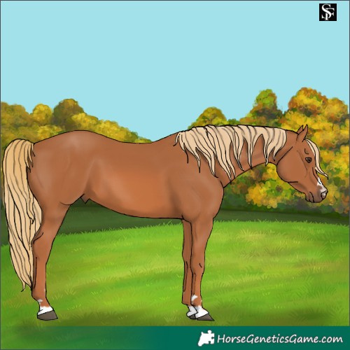 Horse Color:Chestnut 