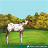 Horse Color:White Spotted Bay Tobiano Appaloosa