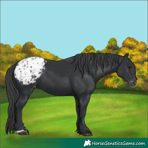 Horse Color:Black Appaloosa