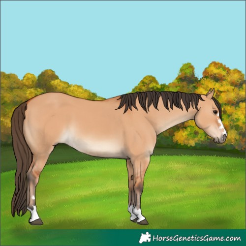 Horse Color:Bay Dun