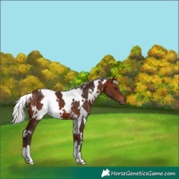 Horse Color:White Spotted Silver Brown 