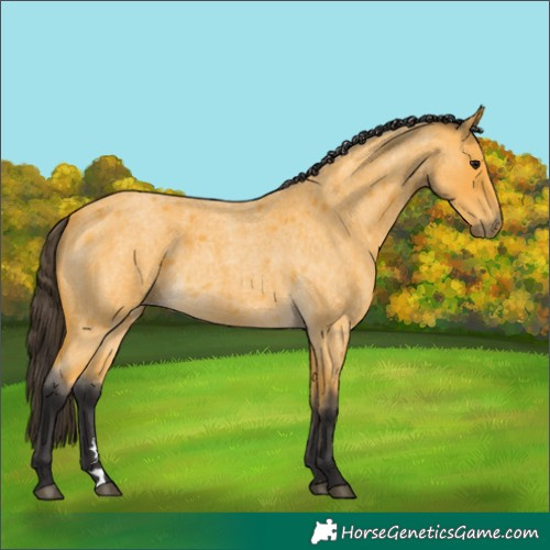 Horse Color:Buckskin Roan