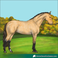 Horse Color:Buckskin Roan