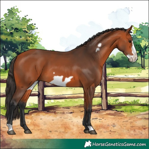 Horse Color:Bay Frame