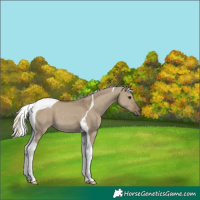 Horse Color:Silver Smoky Grullo Tobiano 