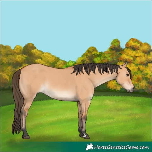 Horse Color:Bay Dun 