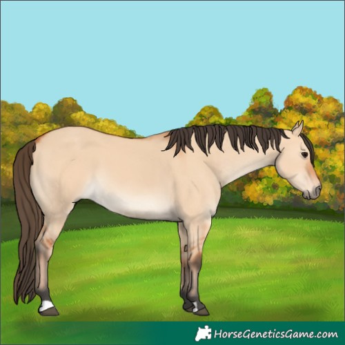 Horse Color:Bay Dun 