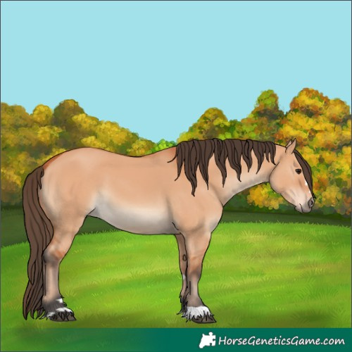 Horse Color:Bay Dun