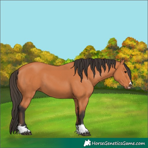 Horse Color:Bay 